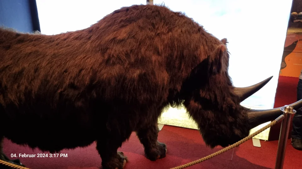 Ein stark mit Wolle behaartes Nashorn.