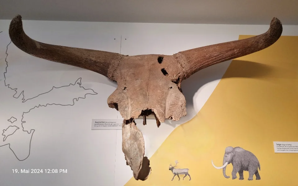 Ein Schädel des Auerochsen