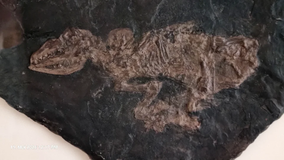 Fossil von Lesmesodon edingeri