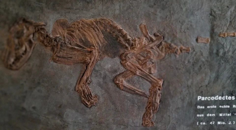 Ein kleines Säugetierfossil.