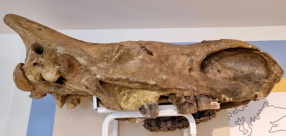 Ein stark mit Wolle behaartes Nashorn.