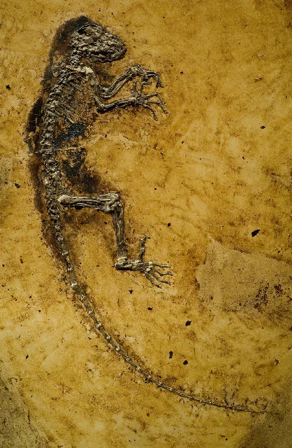 Fossil der Art
                    Darwinius masillae