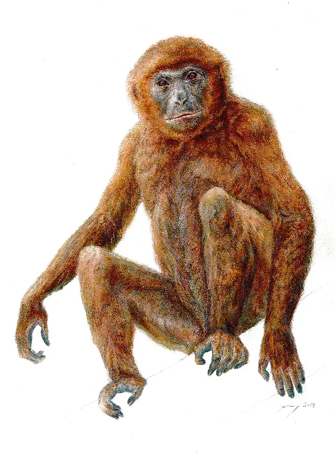 Reproduktion der Art
                    Pierolapithecus catalaunicus in sitzender Haltung