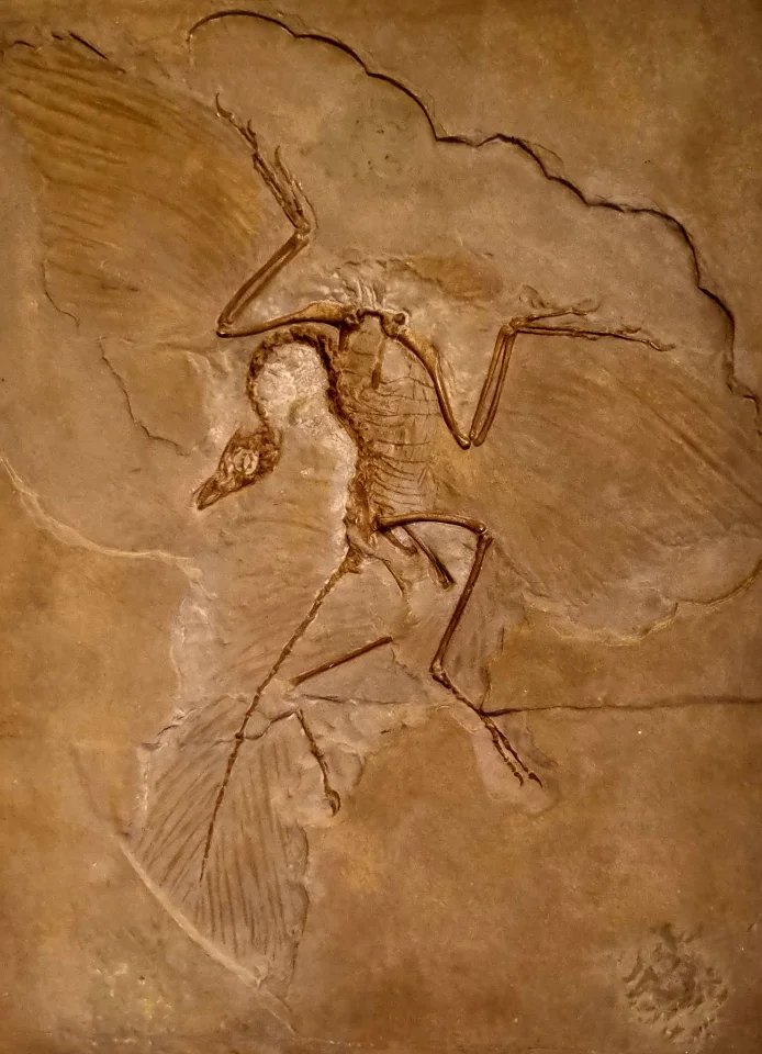 Ein Abdruck eines kleinen Flugsauriers mit Reptilien und Vogelmerkmalen.