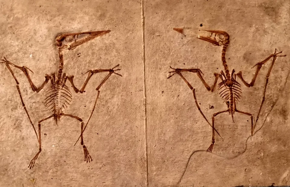 Eine Abbildung eines kleinen Flugsauriers.