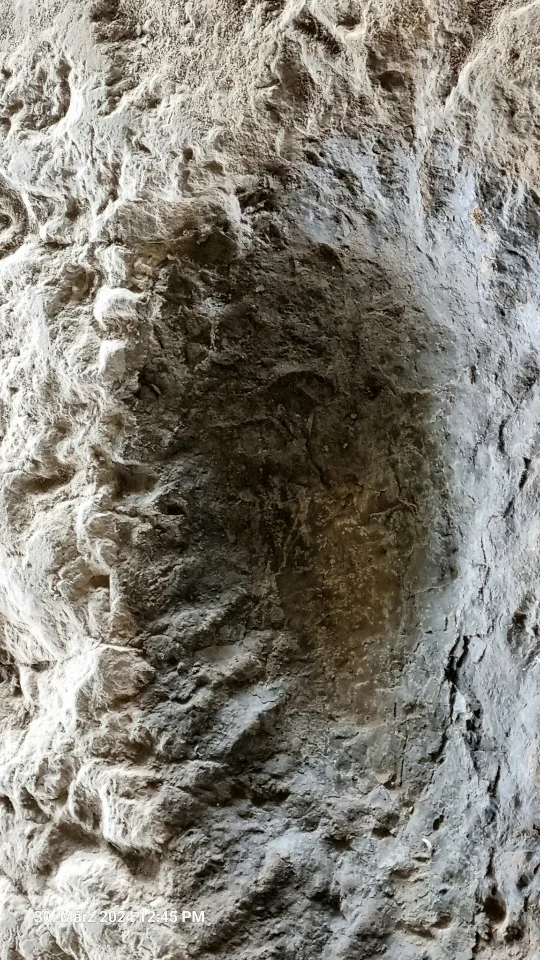 Eine Fußabdruck von einem Sauropoden.