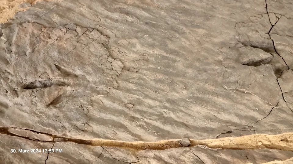 Spur eines Fleischfressers im Sand