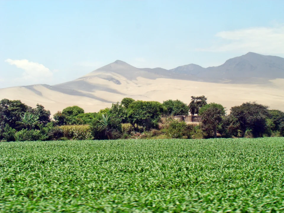 Ein Saurier mit sehrlangem, dünnen Hals