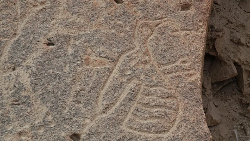 Darstellung eines Vogels.